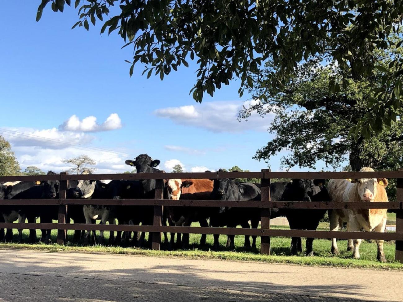 Moo Cow Self Catering Farm stay Oakham